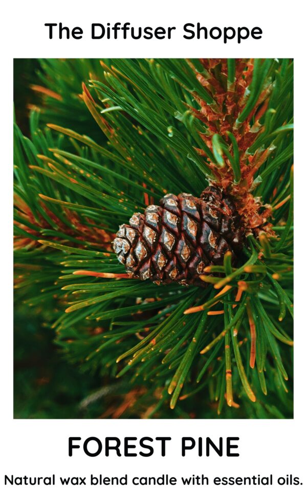 A close up of the pine cone on a tree.
